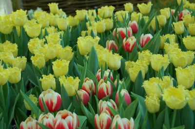 Œuvre de steftahiti: palette de couleurs