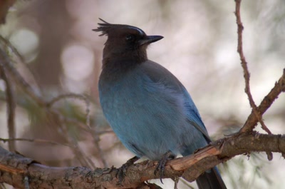 Résultat de recherche: zoizeaux