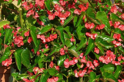 Œuvre de Ondine: Un bégonia opulent