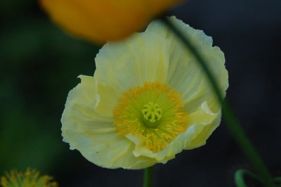 Œuvre de steftahiti: palette de couleurs