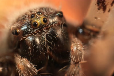 Résultat de recherche: Petite araignée.