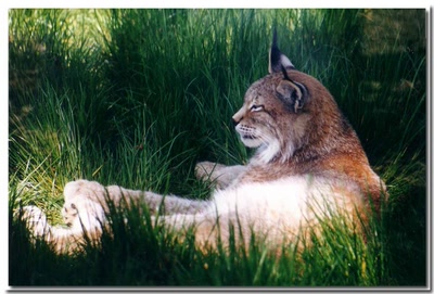 Œuvre de Le Thorois: Lynx