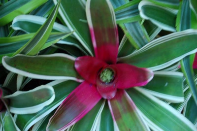 Œuvre de steftahiti: palette de couleurs