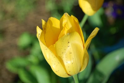 Œuvre de steftahiti: palette de couleurs