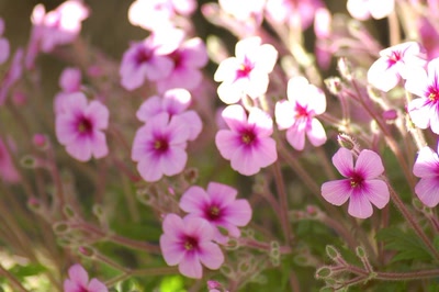 Œuvre de steftahiti: palette de couleurs