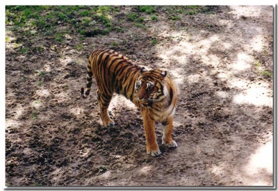 Œuvre de Le Thorois: Le Tigre