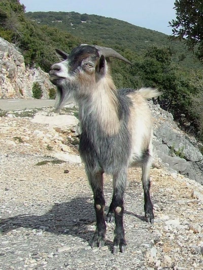 biquette ardèchoise