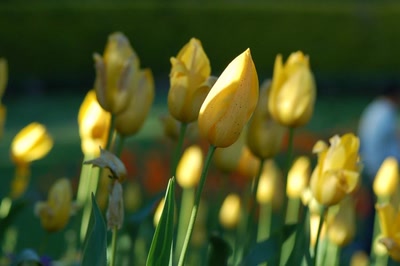 Œuvre de steftahiti: palette de couleurs