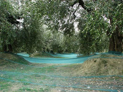 Résultat de recherche: Cueillette des olives