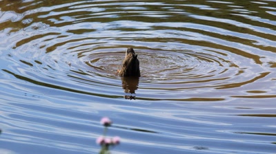 Résultat de recherche: Demi canard !!!