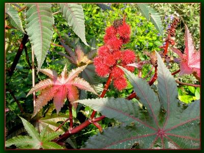 Résultat de recherche: Ricin