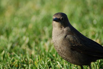 Résultat de recherche: zoziaux