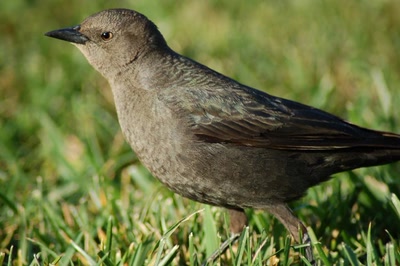 Résultat de recherche: zoziaux