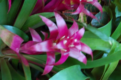 Œuvre de steftahiti: palette de couleurs