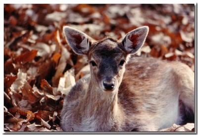 Œuvre de Le Thorois: La Biche