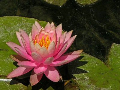 Œuvre de couleurs: Nénuphar