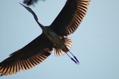 Résultat de recherche: zoziaux