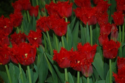 Œuvre de steftahiti: palette de couleurs