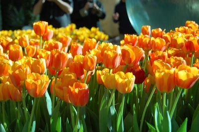 Œuvre de steftahiti: palette de couleurs