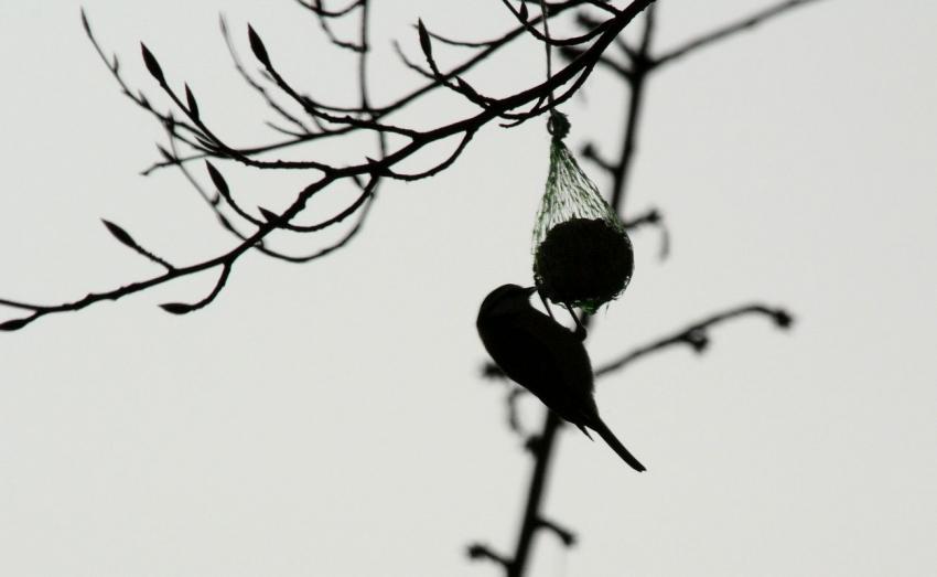 Des oiseaux pour mon bien-"hêtre" ! (1)