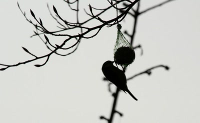 Résultat de recherche: Des oiseaux pour mon bien-"hêtre" ! (1)