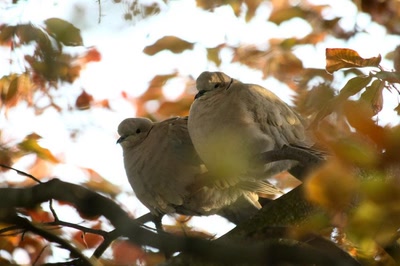 Résultat de recherche: Des oiseaux pour mon bien-"hêtre" ! (9)