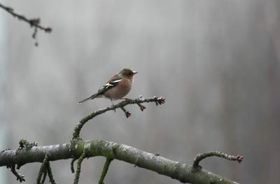 Résultat de recherche: Des oiseaux pour mon bien-''hêtre'' ! (6)