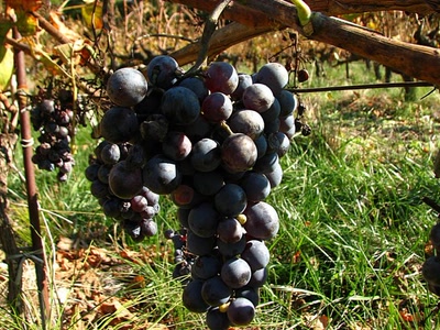 Résultat de recherche: Derniers raisins..