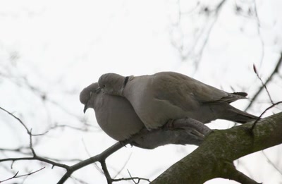 Résultat de recherche: Des oiseaux pour mon bien-''hêtre'' ! (8)