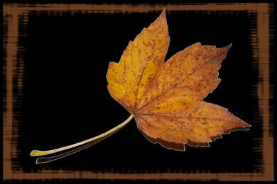 Résultat de recherche: Feuille d'automne