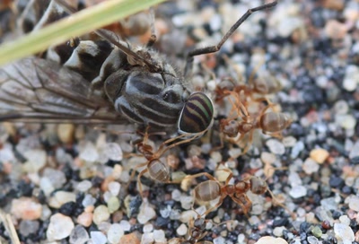 Résultat de recherche: De la bouffe.