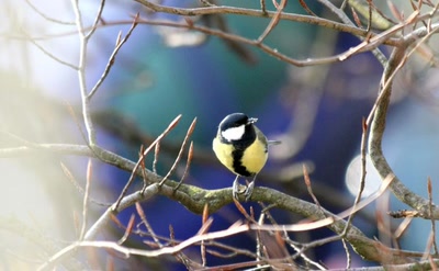 Résultat de recherche: Des oiseaux pour mon bien-"hêtre" ! (3)