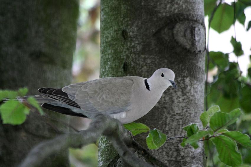 Des oiseaux pour mon bien-"hêtre" ! (12)