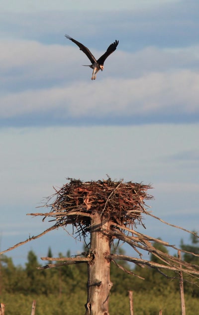 Œuvre de Doc55: Premier envol.