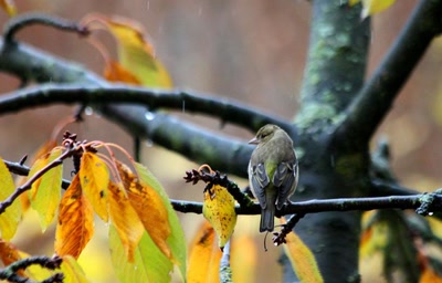 Résultat de recherche: Des oiseaux pour mon bien-"hêtre" ! (17)