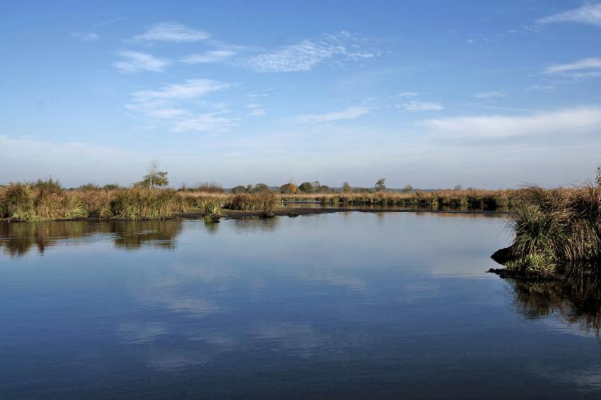 Marais de la Grande Glière(44)