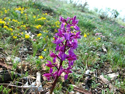 Œuvre de louloup: Orchis penzigiana