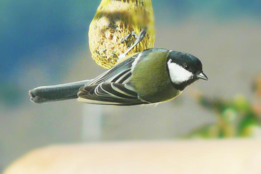 mésange charbonnière