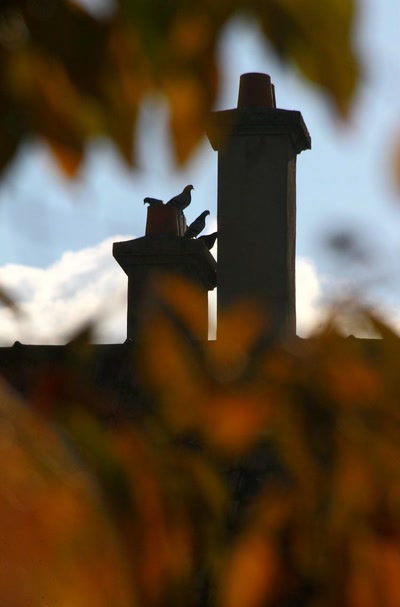 Les pigeons et la cheminée