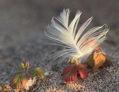 Œuvre de Doc55: Plume.