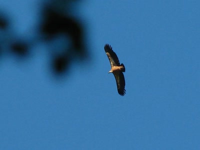 Vautour au pied du rocher du Caire