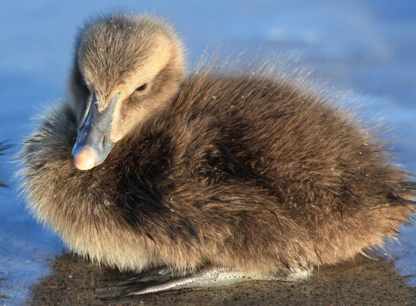 Bébé canard.