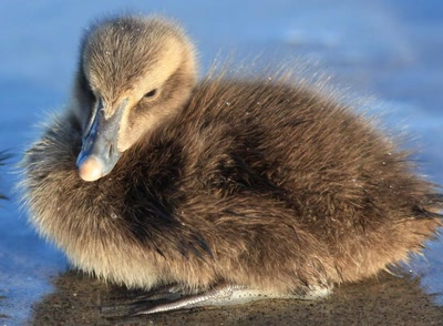 Résultat de recherche: Bébé canard.