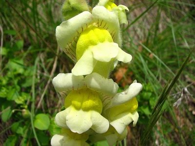 Œuvre de louloup: Muflier