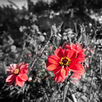 Résultat de recherche: noir et blanc