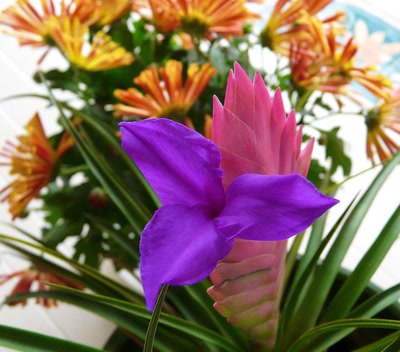 Œuvre de Ondine: Fleur de vriesea