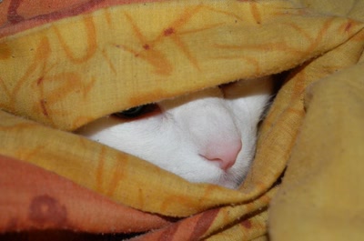 Résultat de recherche: ma geisha