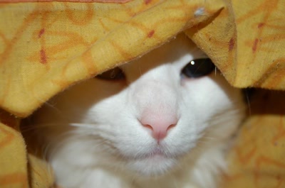 Résultat de recherche: ma geisha