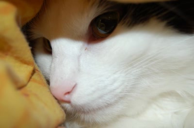 Résultat de recherche: ma geisha