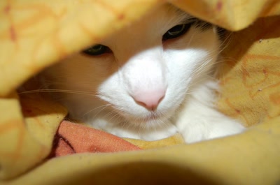 Résultat de recherche: ma geisha